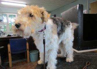 Hundesalon alt for hunden - Sille