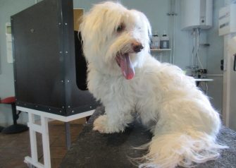 Hundesalon alt for hunden - Viktor