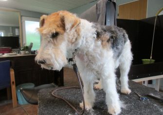 Hundesalon alt for hunden - Sille