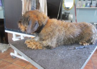 Hundesalon alt for hunden - Bailey