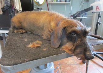 Hundesalon alt for hunden - Bailey