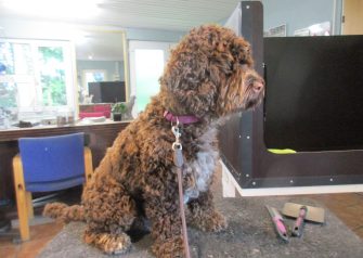 Hundesalon alt for hunden - Liva