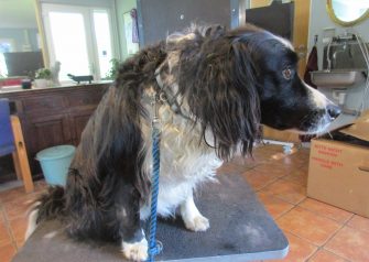 Hundesalon alt for hunden - Kolo