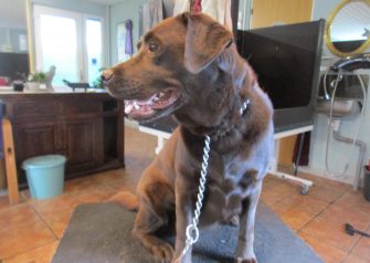 Hundesalon alt for hunden - Fie