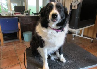 Hundesalon alt for hunden - Molly