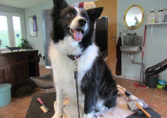 Hundesalon alt for hunden - Molly