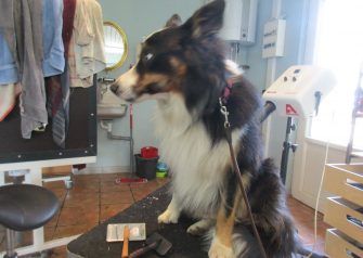 Hundesalon alt for hunden - Bailey