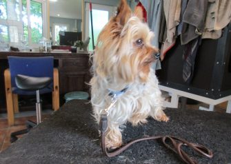 Hundesalon alt for hunden - Merle