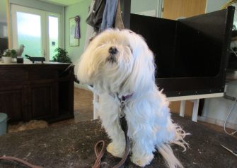 Hundesalon alt for hunden - Karla