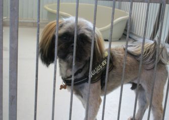 Hundesalon alt for hunden - Emil