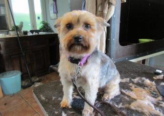 Hundesalon alt for hunden - Futte