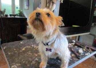Hundesalon alt for hunden - Fifi