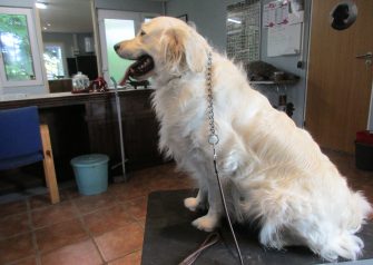 Hundesalon alt for hunden - Din hundesalon i Aalborg