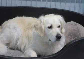 Hundesalon alt for hunden - Din hundesalon i Aalborg