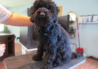 Hundesalon alt for hunden - Din hundesalon i Aalborg