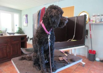 Hundesalon alt for hunden - Din hundesalon i Aalborg