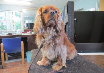 Hundesalon alt for hunden - Din hundesalon i Aalborg