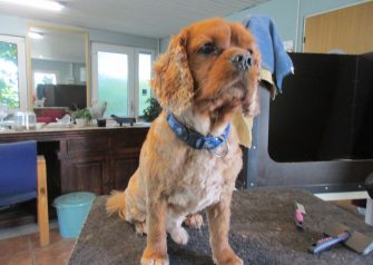 Hundesalon alt for hunden - Din hundesalon i Aalborg
