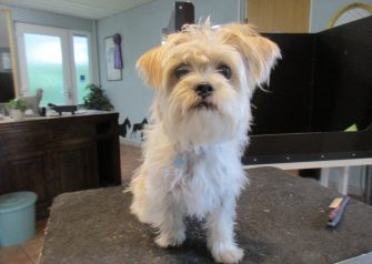 Hundesalon alt for hunden - Din hundesalon i Aalborg