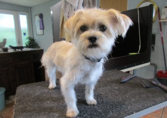 Hundesalon alt for hunden - Din hundesalon i Aalborg