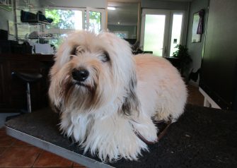 Hundesalon alt for hunden - Din hundesalon i Aalborg