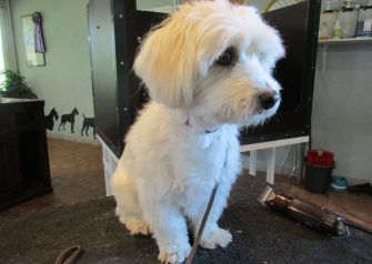 Hundesalon alt for hunden - Din hundesalon i Aalborg