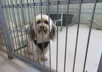 Hundesalon alt for hunden - Din hundesalon i Aalborg