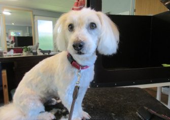 Hundesalon alt for hunden - Din hundesalon i Aalborg