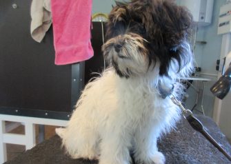 Hundesalon alt for hunden - Din hundesalon i Aalborg