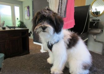 Hundesalon alt for hunden - Din hundesalon i Aalborg