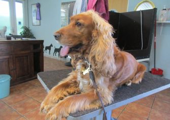 Hundesalon alt for hunden - Din hundesalon i Aalborg