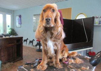 Hundesalon alt for hunden - Din hundesalon i Aalborg