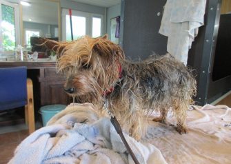 Hundesalon alt for hunden - Din hundesalon i Aalborg