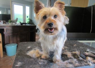 Hundesalon alt for hunden - Din hundesalon i Aalborg