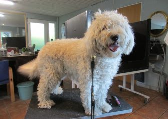 Hundesalon alt for hunden - Din hundesalon i Aalborg