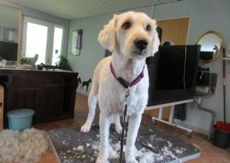 Hundesalon alt for hunden - Din hundesalon i Aalborg