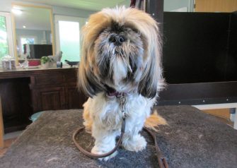 Hundesalon alt for hunden - Din hundesalon i Aalborg