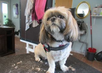 Hundesalon alt for hunden - Din hundesalon i Aalborg