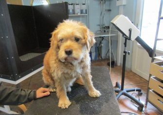Hundesalon alt for hunden - Din hundesalon i Aalborg
