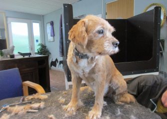 Hundesalon alt for hunden - Din hundesalon i Aalborg
