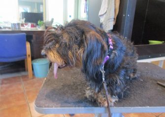 Hundesalon alt for hunden - Din hundesalon i Aalborg