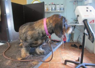 Hundesalon alt for hunden - Din hundesalon i Aalborg