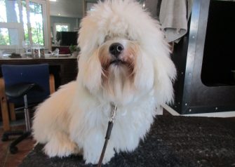 Hundesalon alt for hunden - Din hundesalon i Aalborg