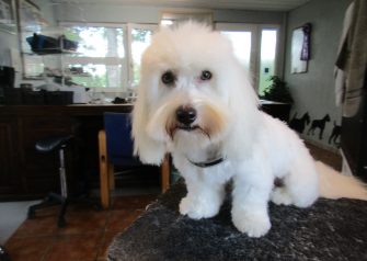 Hundesalon alt for hunden - Din hundesalon i Aalborg