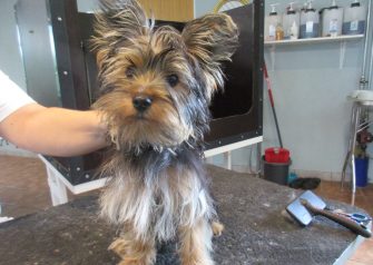 Hundesalon alt for hunden - Din hundesalon i Aalborg