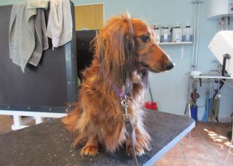 Hundesalon alt for hunden - Din hundesalon i Aalborg
