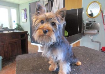 Hundesalon alt for hunden - Din hundesalon i Aalborg