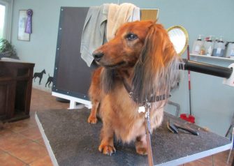 Hundesalon alt for hunden - Din hundesalon i Aalborg