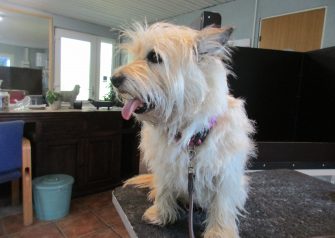Hundesalon alt for hunden - Din hundesalon i Aalborg