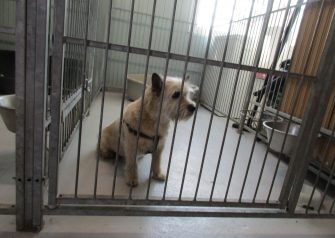 Hundesalon alt for hunden - Din hundesalon i Aalborg
